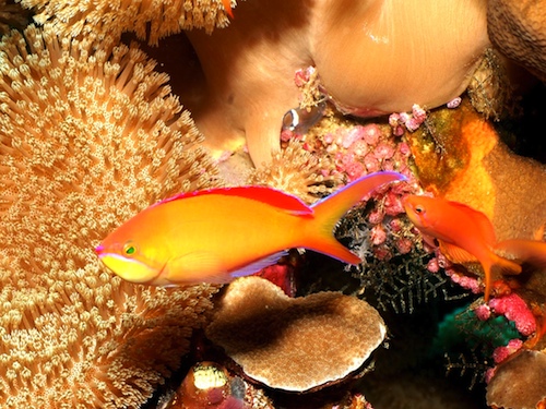 anthias dispar